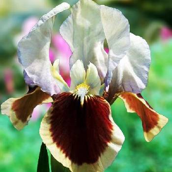 Ирис Iris Pumila ‘Red Heart’